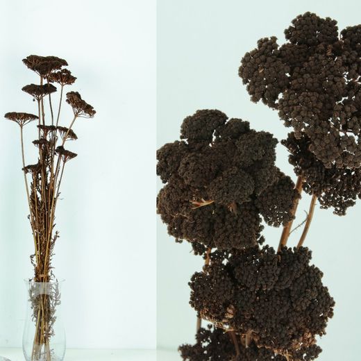 Achillea Seca
