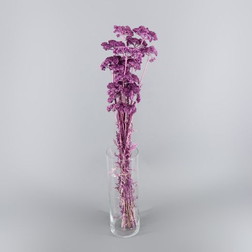 Achillea Seca