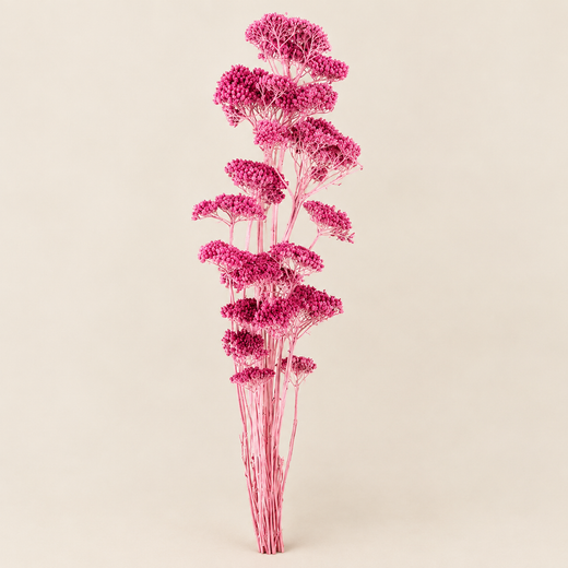 Achillea Seca Filipendulina