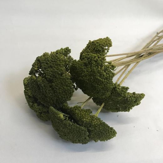 Achillea Dry
