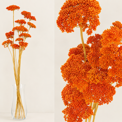 Achillea Seca Filipendulina