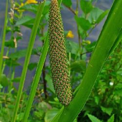 Acorus Calamus