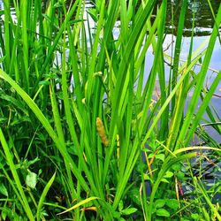 Acorus Calamus