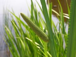 Acorus Calamus