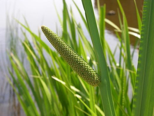 Acorus Calamus