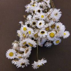 Acroclinium Seco