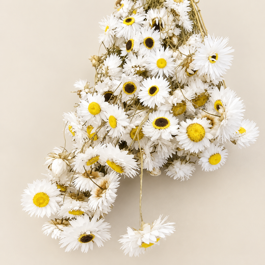 Acroclinium sec
