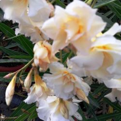 Adelfas, Nerium Oleander