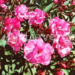 Adelfas, Nerium Oleander