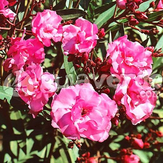 Adelfas, Nerium Oleander