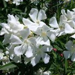 Adelfas, Nerium Oleander