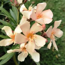 Adelfas, Nerium Oleander
