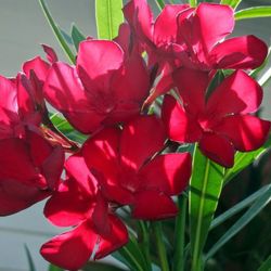 Adelfas, Nerium Oleander