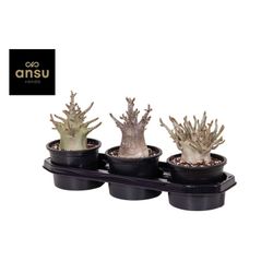 Adenium Obesum Rosa del desierto