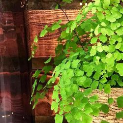 Adiantum en macetero de mimbre