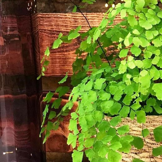 Adiantum en macetero de mimbre