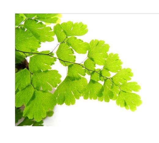 Adiantum Fragans