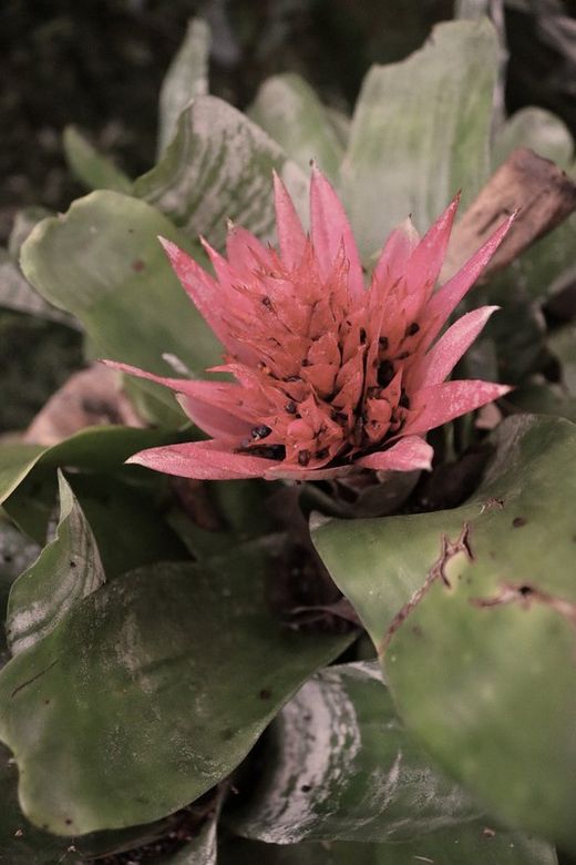 Aechmea fasciata