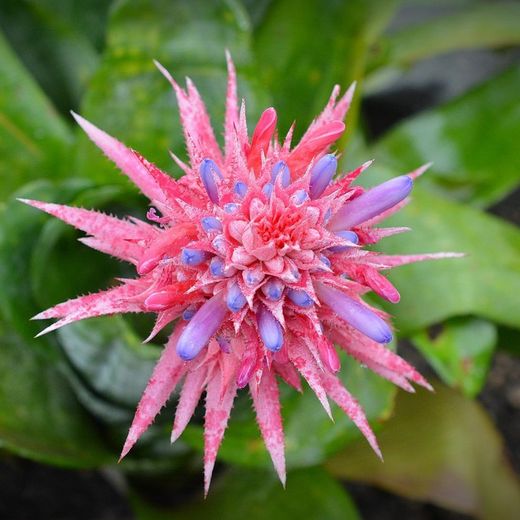 Aechmea fasciata