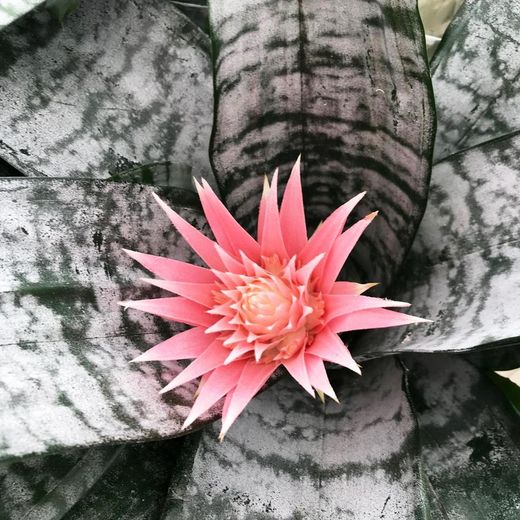 Aechmea Fasciata en maceta de Cerámica