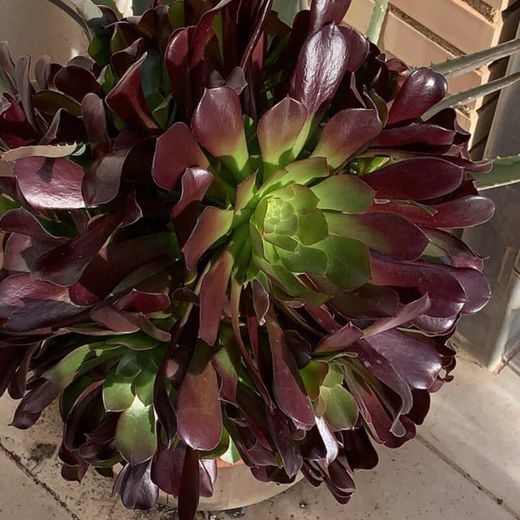 Aeonium Atropurpureum