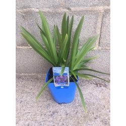 Agapanthus Africanus Caja 4 uds.