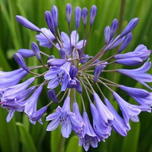 Agapanthus Africanus Mini Caja 6 uds.