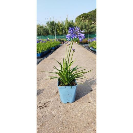 Agapanthus Africanus Mini Caja 6 uds.