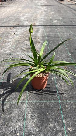 Agapanthus Blanco
