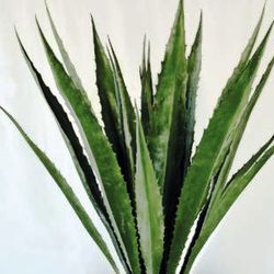 Agave Arificial Ignifugo