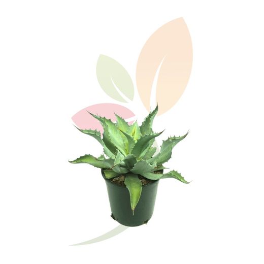 AGAVE ASPERRIMA