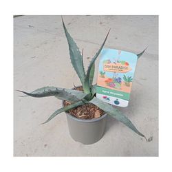 Agaves Dry Paradise