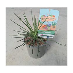 Agaves Dry Paradise
