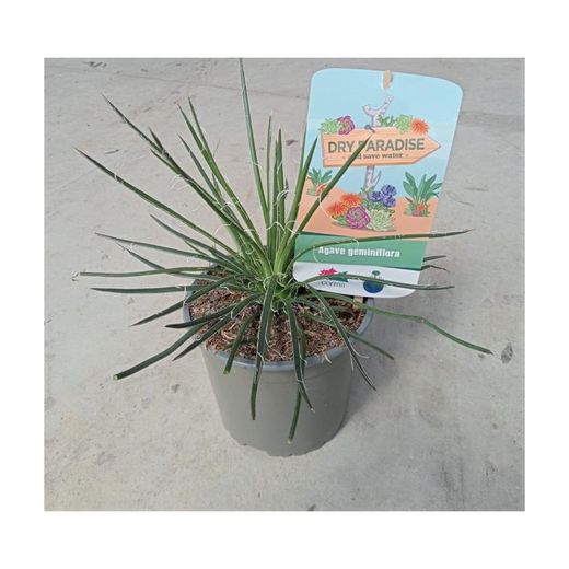 Agaves Dry Paradise