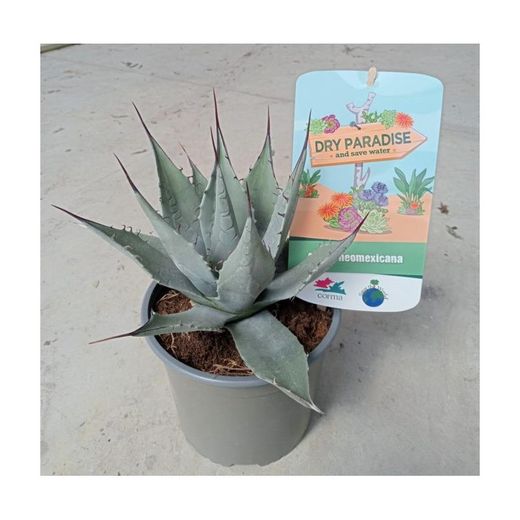 Agaves Dry Paradise