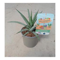 Agaves Dry Paradise