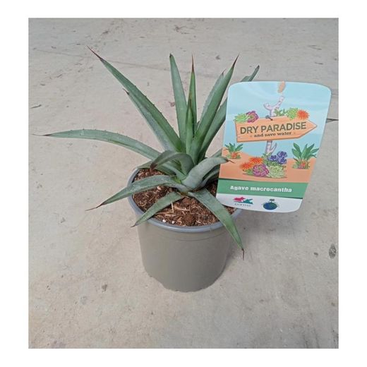 Agaves Dry Paradise