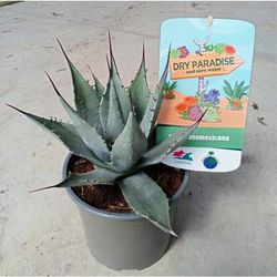 Agaves Dry Paradise