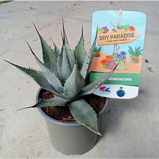 Agaves Dry Paradise