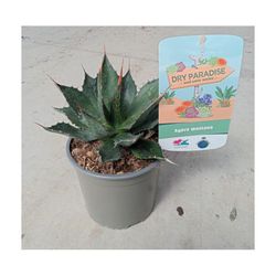 Agaves Dry Paradise
