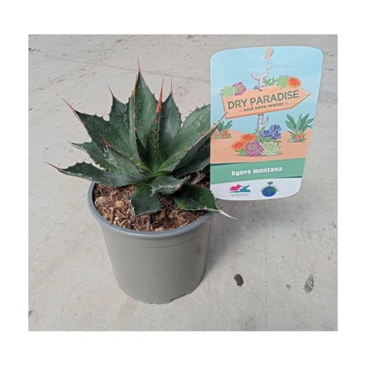 Agaves Dry Paradise