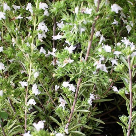 Ajedrea Bio
