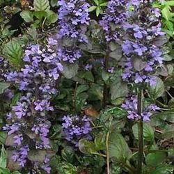 Ajuga Reptans Caja 6 uds.