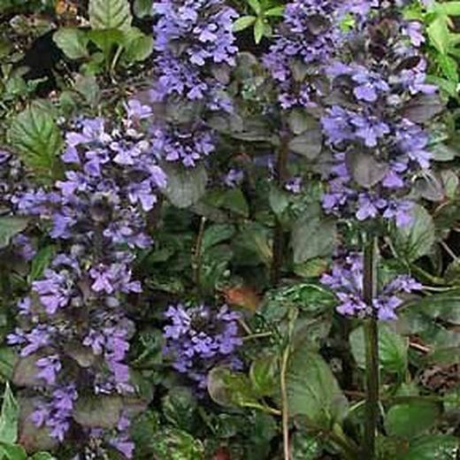 Ajuga Reptans Caja 6 uds.