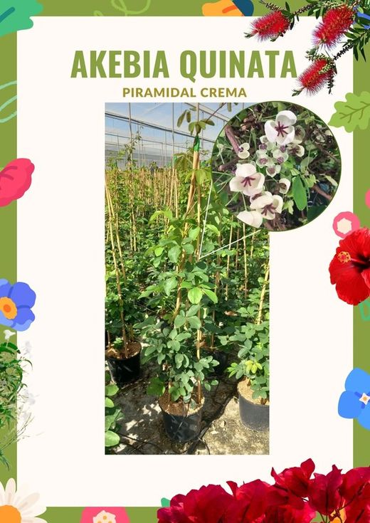 Akebia Quinata (Cream Form) Piramidal C20