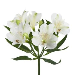 Alastroemeria Silvester 10 tallos