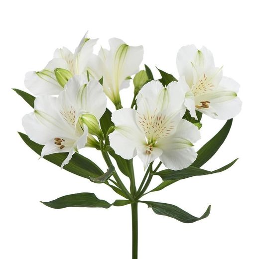 Alastroemeria Silvester 10 tallos
