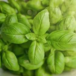 Albahaca Hoja Grande Bio