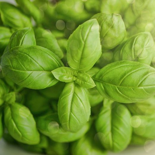 Albahaca Hoja Grande Bio