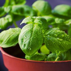 Albahaca Hoja Grande Bio